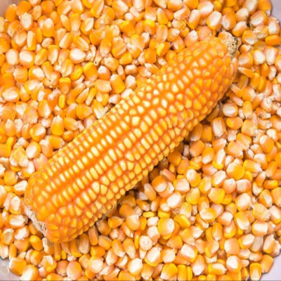 Corn also known as Maize